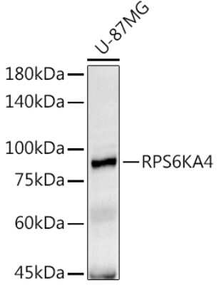 Western Blot: MSK2 AntibodyAzide and BSA Free [NBP2-93168]